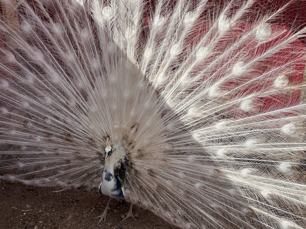 6 Peacock Peafowl Hatching eggs - Ready to ship