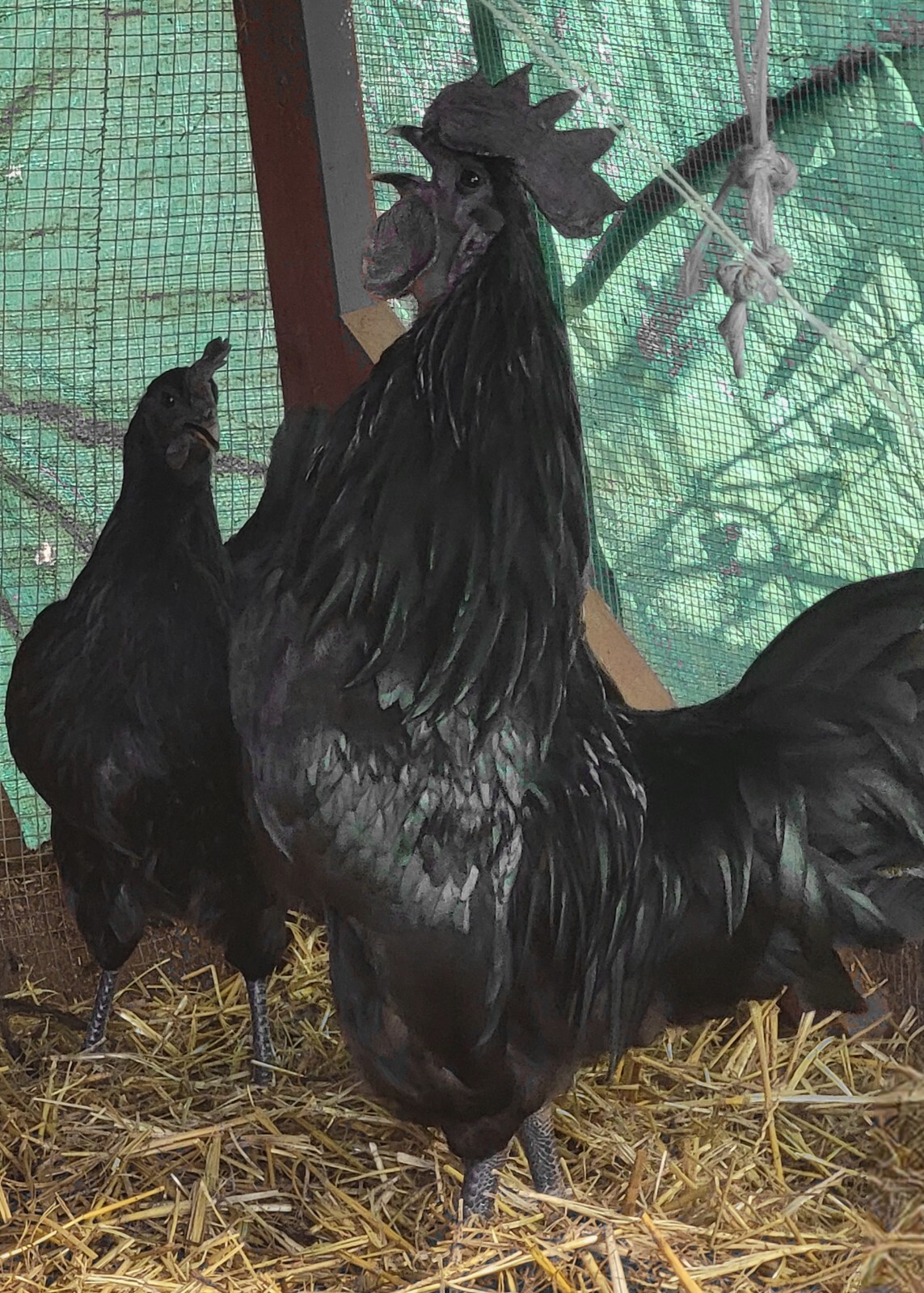 Ayam Cemani 12 Hatching Eggs – Fresh Fertile – Shipped 1–2 Days Old