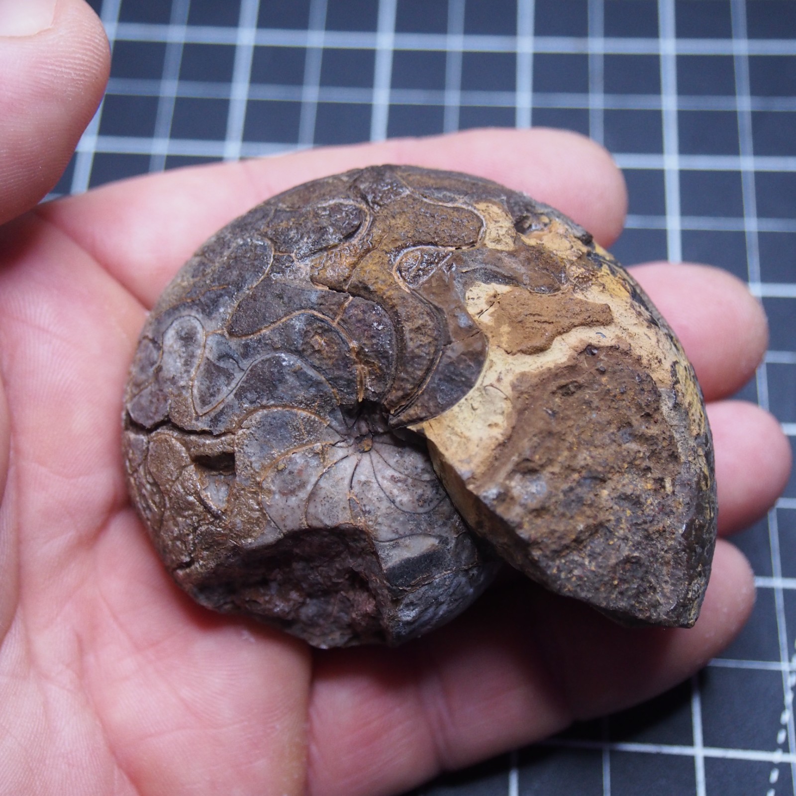 76 mm Goniatite Devonian Fossil Ammonite Morocco 2570