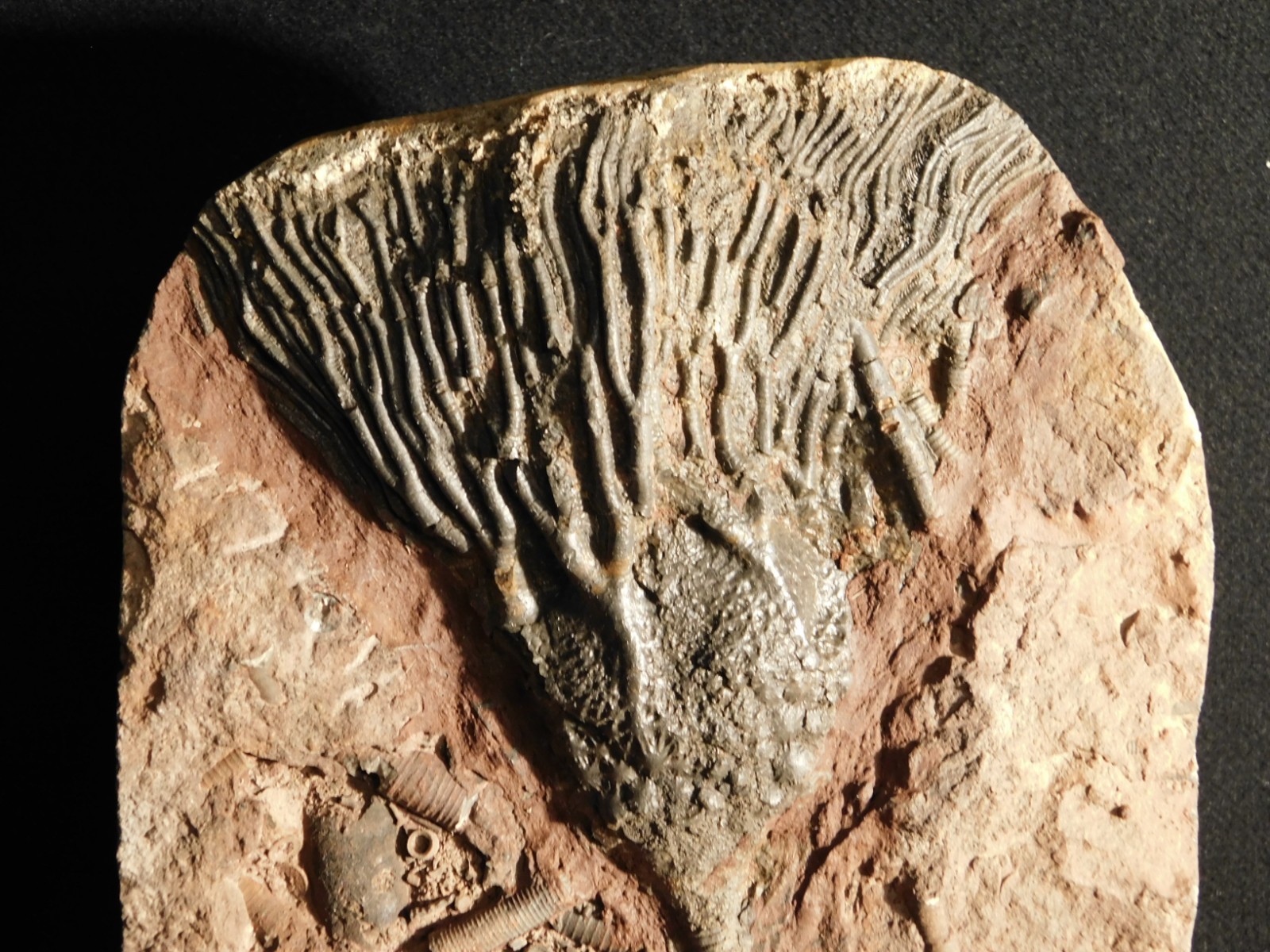 Big! 430 Million Year Old! CRINOID Fossil or Sea LILY Fossil Morocco 1686gr