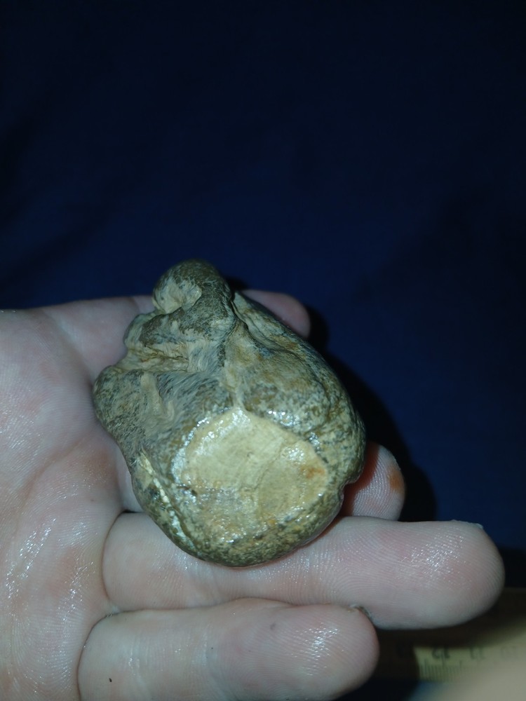 5 oz Agatized Petrified Wood
