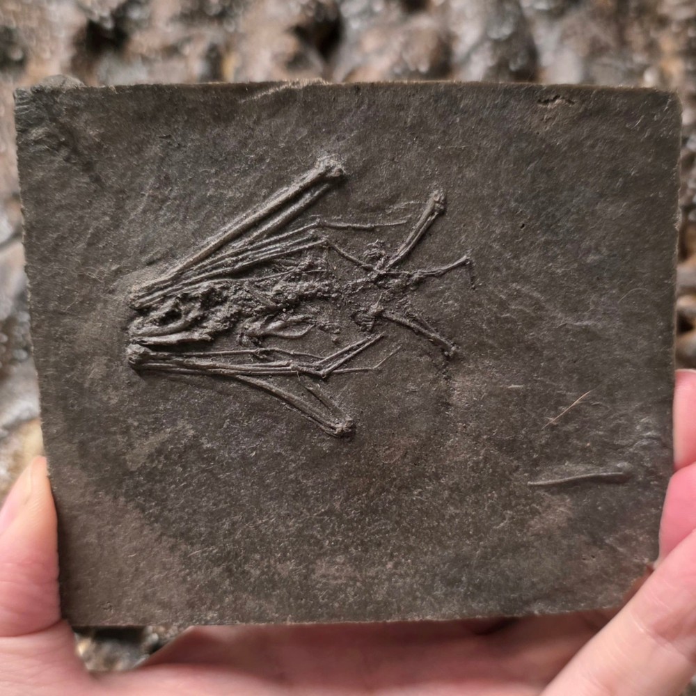 Fossil Bat Skeleton (Ex-Museum)