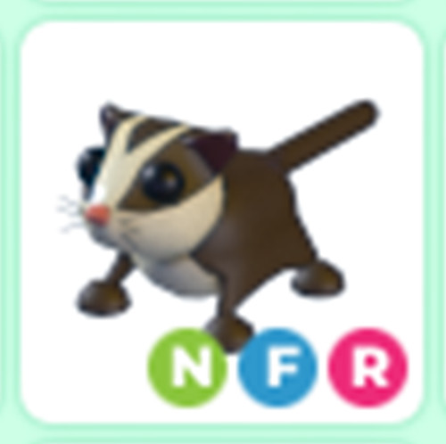 NFR Sugar Glider - Adopt right now