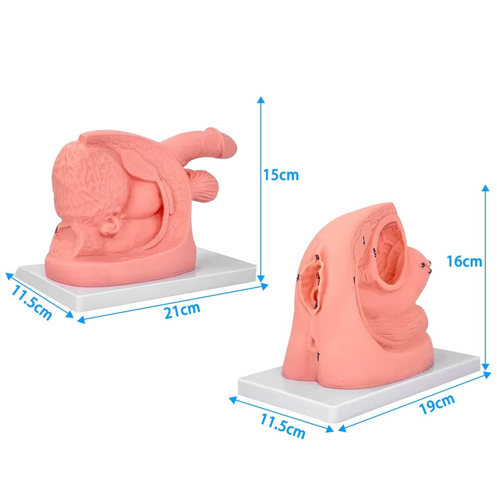 1PC Female Urethral Catheterization Train Simulator Model Medicine Improve Skill