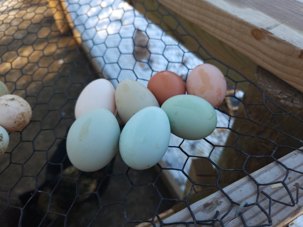 Easter Egger DOZEN HATCHING EGGS Pink, Blue, Green, Olive, Moss, Chocolate Etc