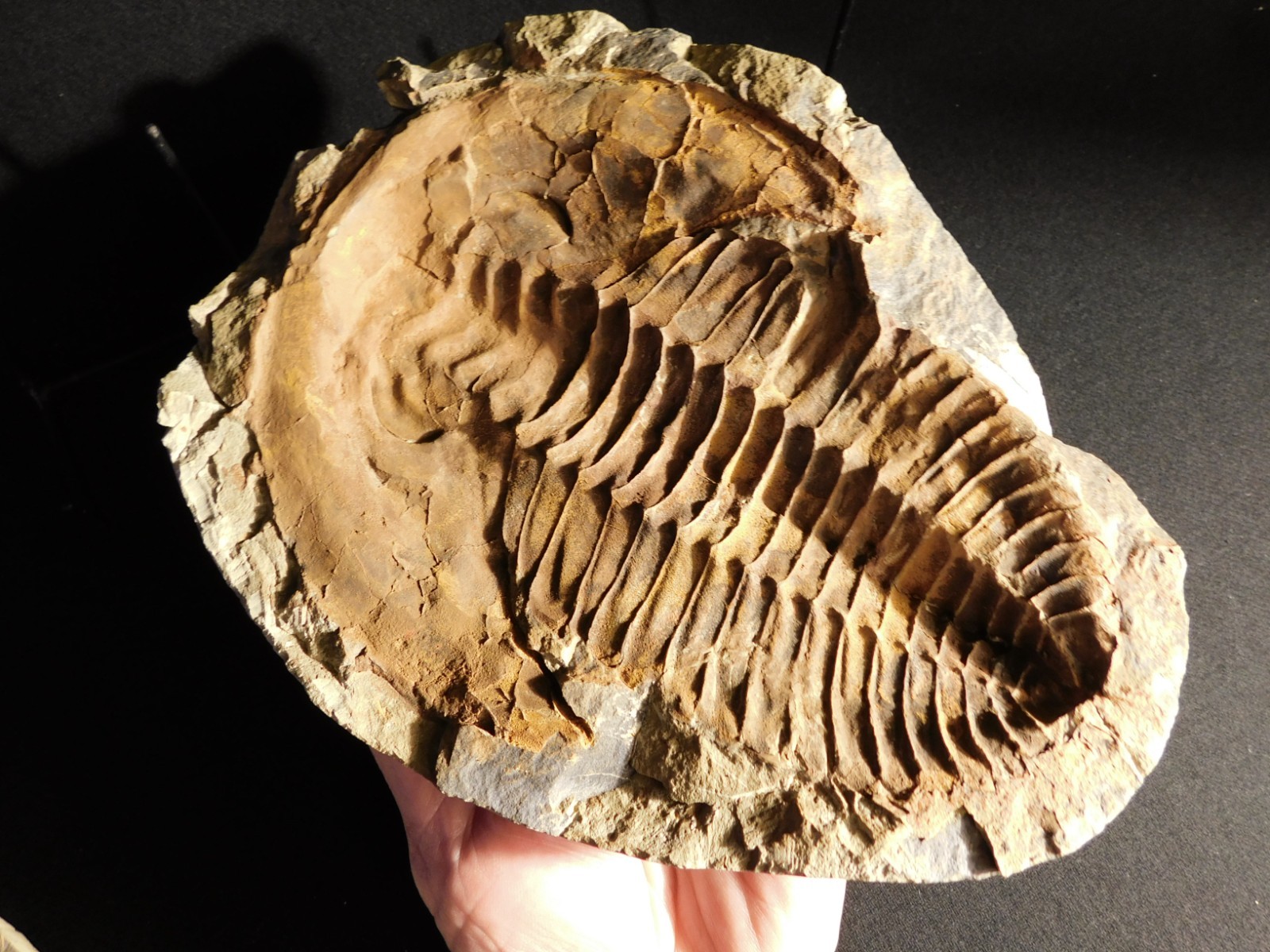 HUGE! 530 Million Year OLD! Andalusiana Trilobite Fossil Anif Morocco 3242gr