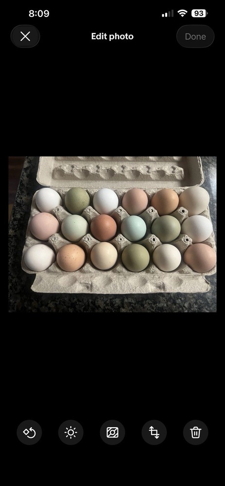 Real Easter Egg Colors!! 12 Eggs **rare Breed**