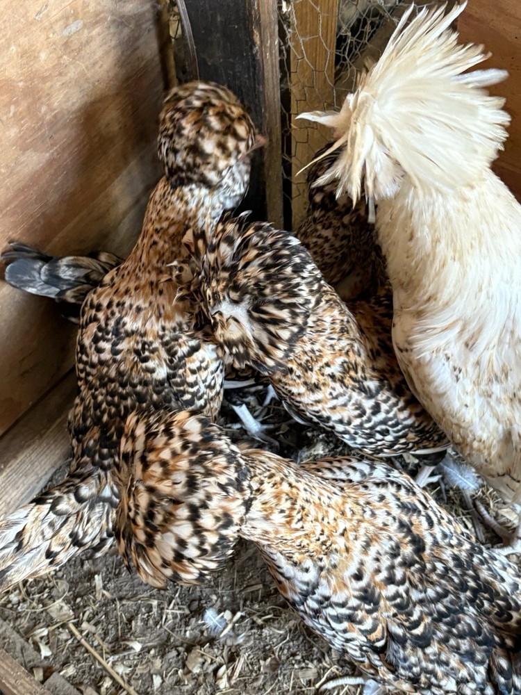 8 Candy Corn Polish Hatching Eggs** UPS FedEx USPS*