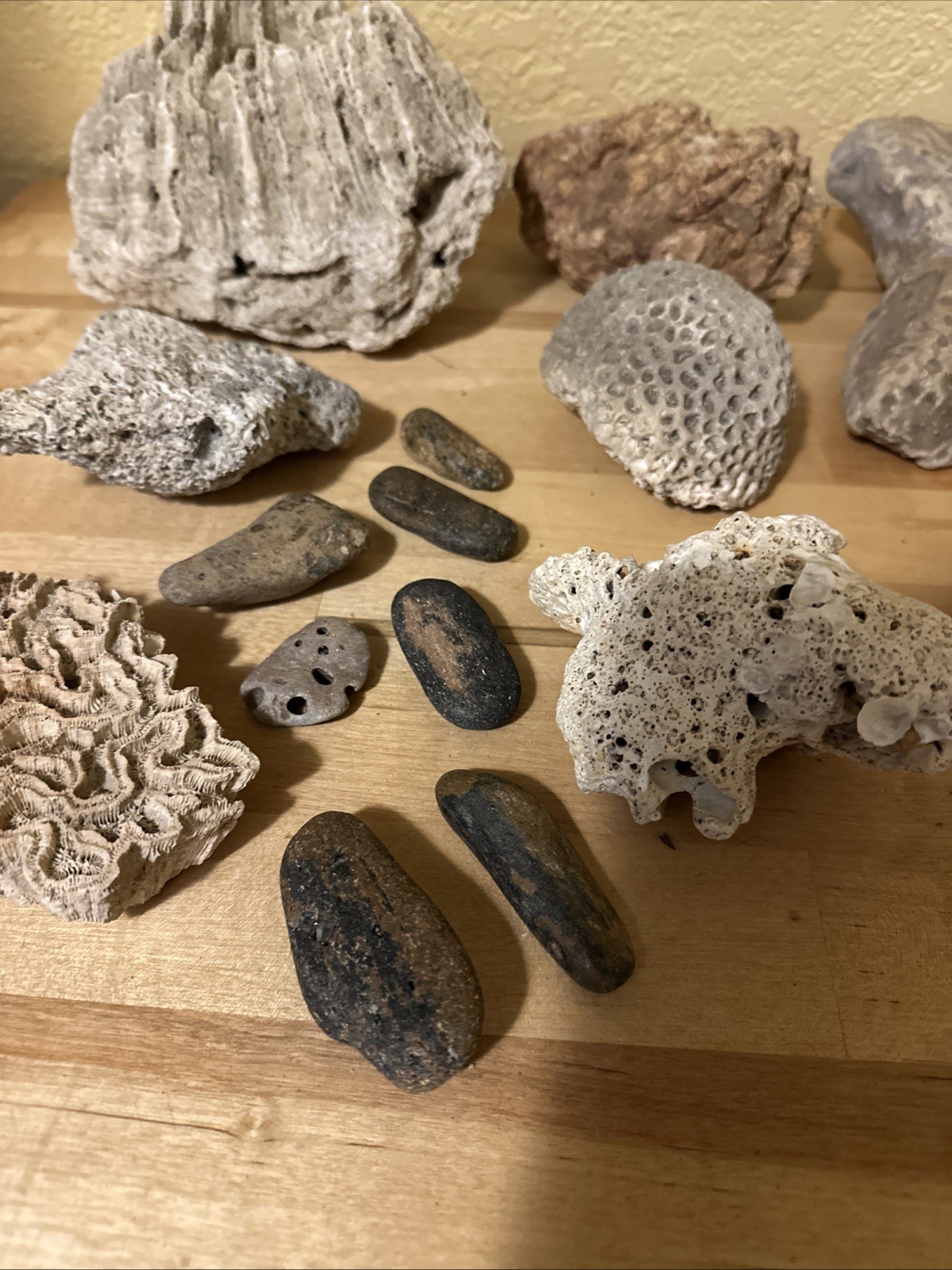 Sea life Coral Fossil Rock Wood Specimen Urchin Geology Shells Coastal Lot