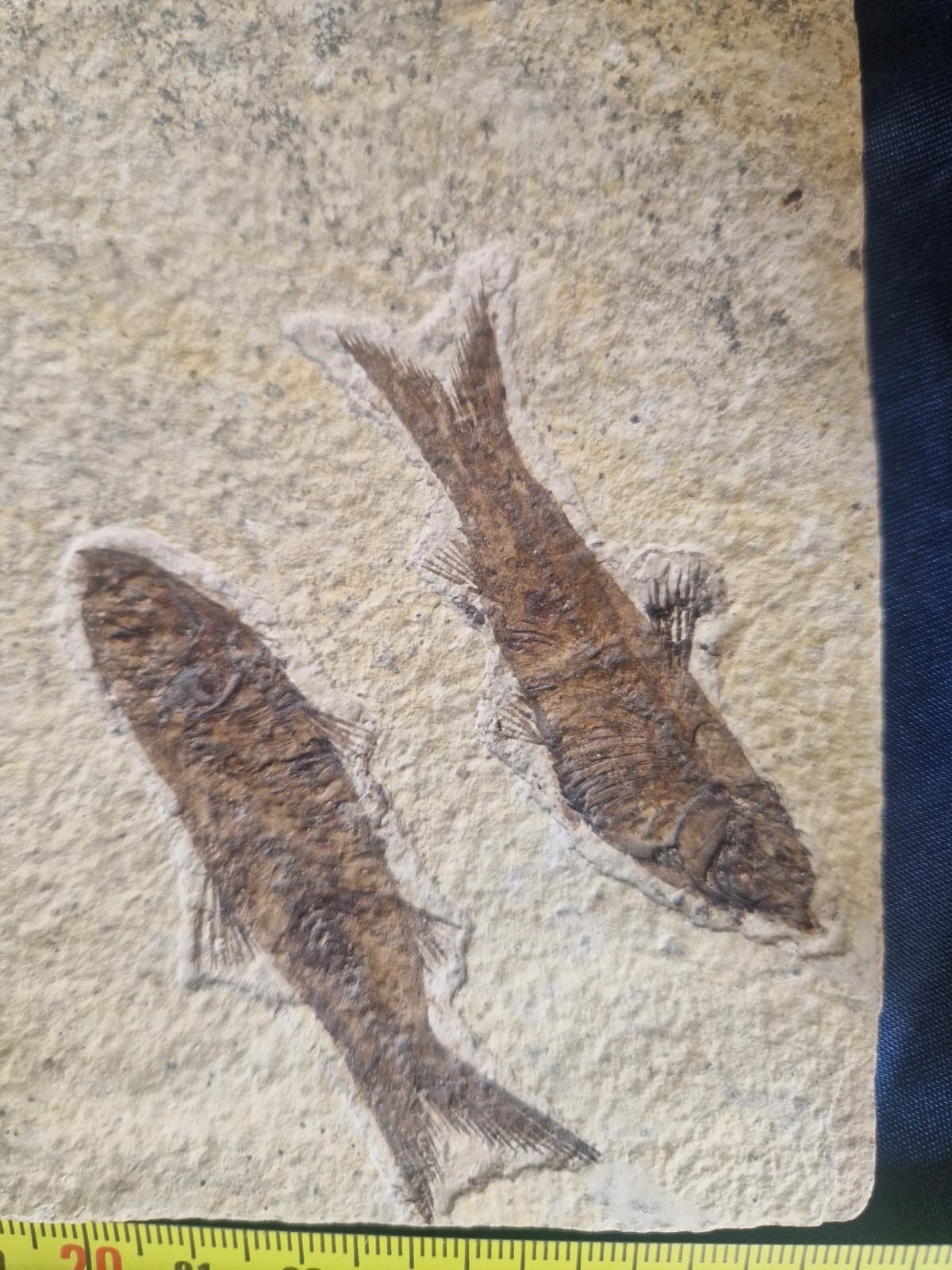 FABULOUS KNIGHTIA HIGH FOSSIL FISH PLATE - GREEN RIVER FMT - WYOMING - USA..