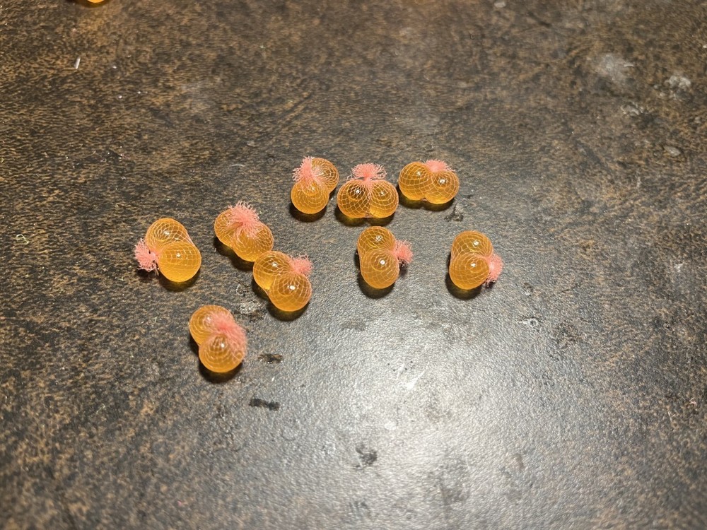 King Salmon egg sacks