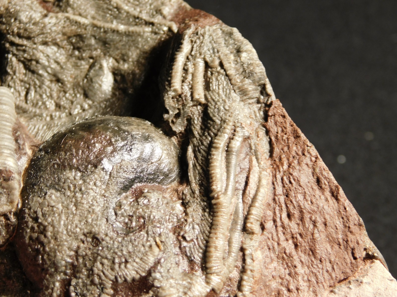 430 Million Year Old! CRINOID Fossil or Sea LILY Fossil Morocco 669gr