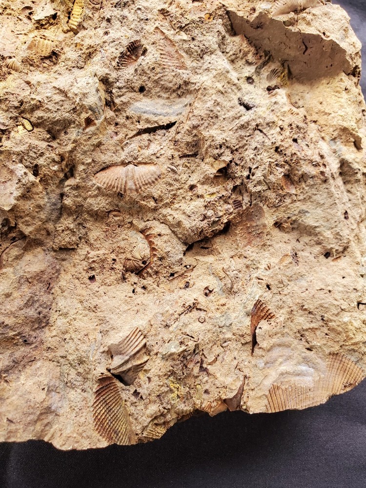 Trilobites, Corals, Crinoid, And Shell Fossils.