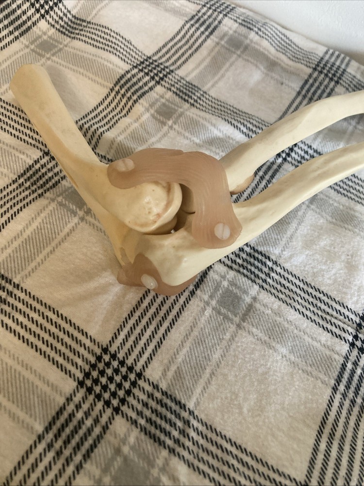 Somso Anatomical Elbow Joint Model. Read