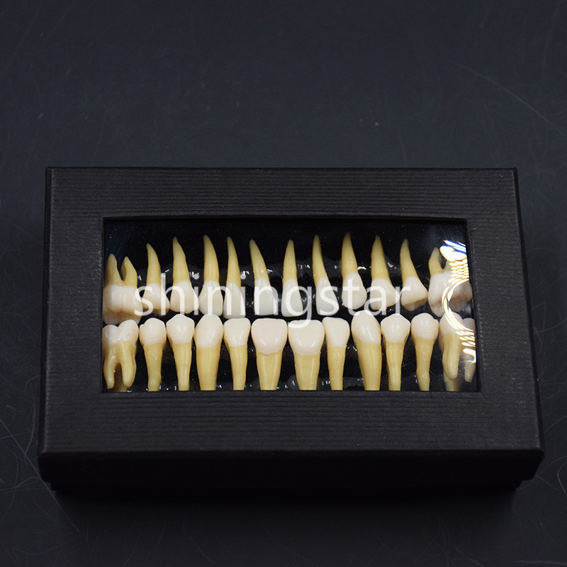 Full Upper Lower Tooth 1:1 Permanent Teeth Demonstration Teach Study Model 7008