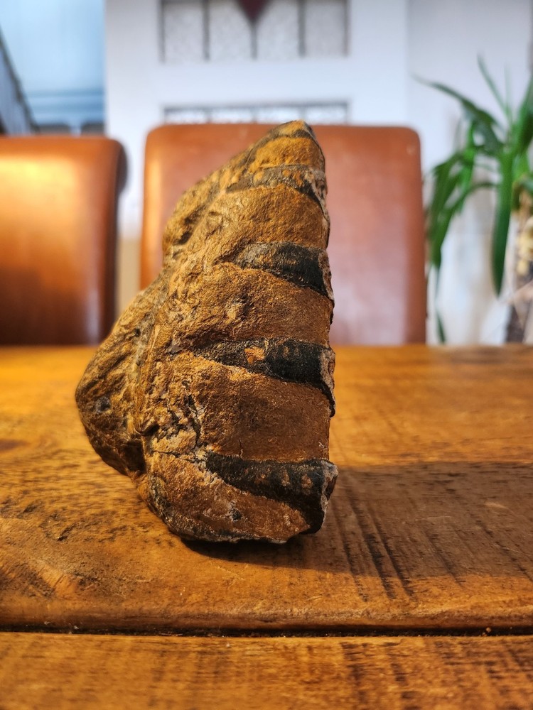 Fossilised tooth found in Happisbugh