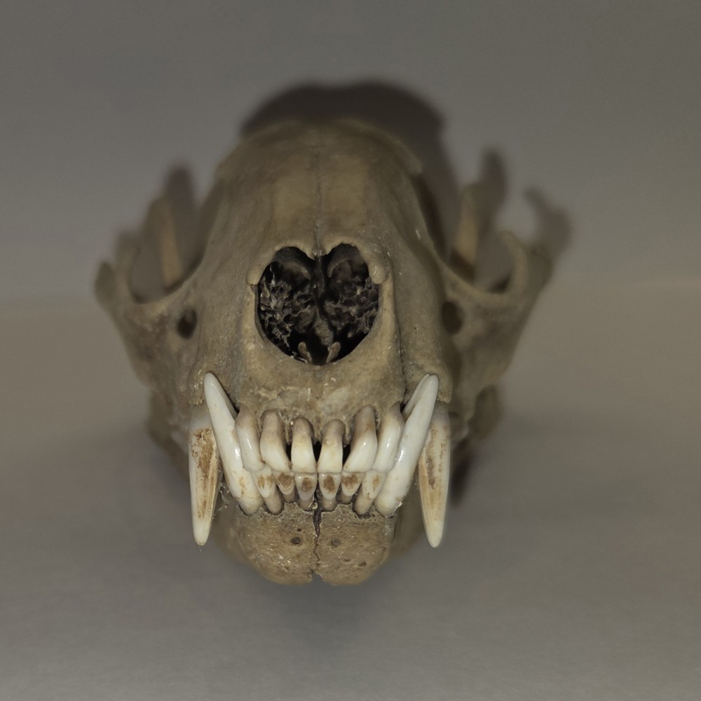 Raccoon Skull