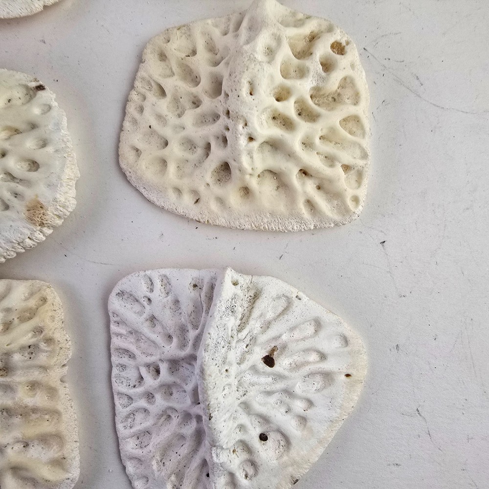 Gator Alligator Back Scute bone bones Bony scutes croc weird Osteoderms white