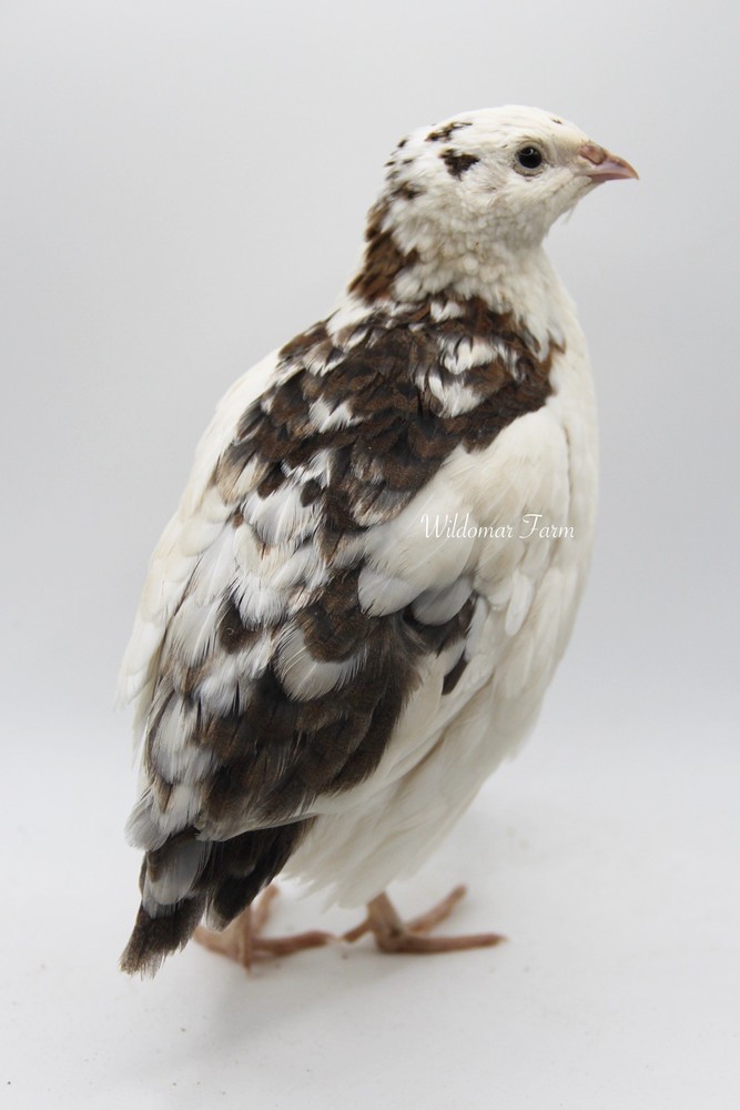 60+ Coturnix Quail Hatching Eggs