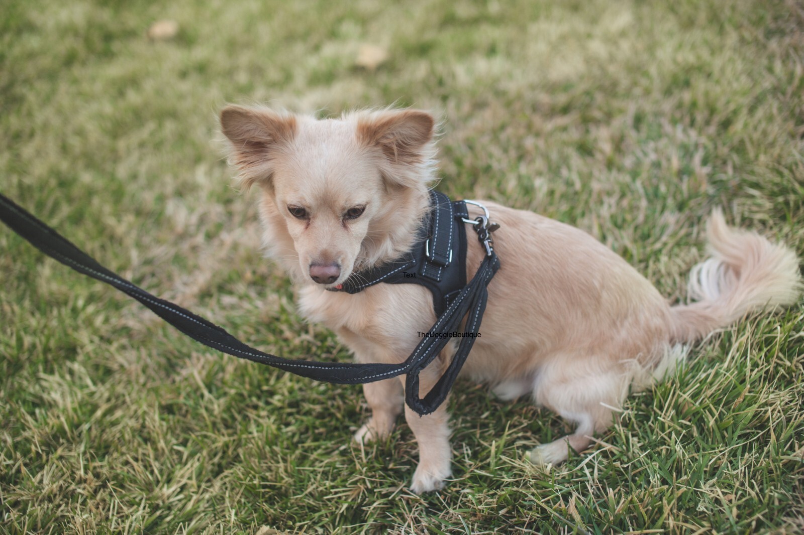 Dog Pet Vest Harness No Pull w Handle Adjustable Control Reflective S M Large XL