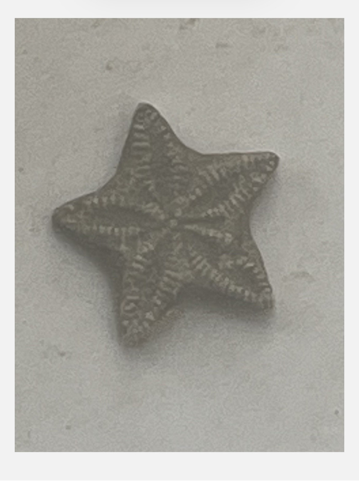 Utah Fossil Star Crinoid Pentacrinus Jurassic Age Echinoderm