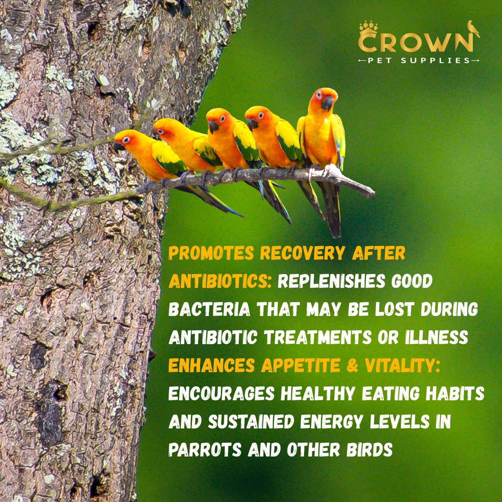 Probiotic Parrots Powder, Diarrhea, Nutrition, Growth & Immunity For Birds