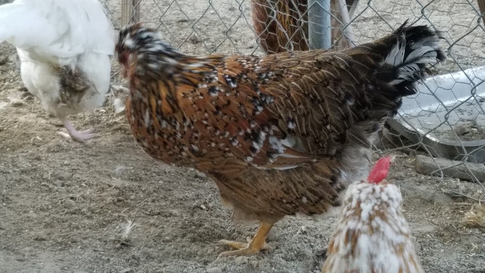 SWEDISH FLOWER (1 2) Fertile Hatching Eggs PLEASE READ DESCRIPTION