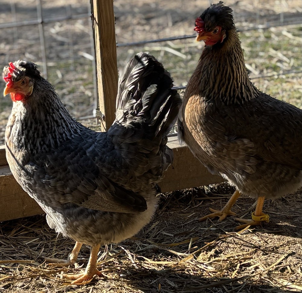 Cream Legbar Hatching Eggs (12 Eggs)