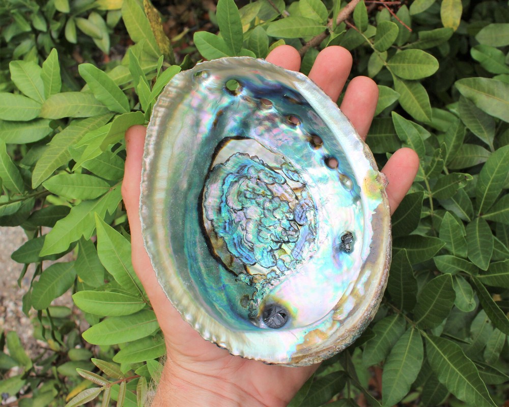 Smudge Kit: Abalone Shell, 6" Stand, Sage Smudge Stick PLUS Directions