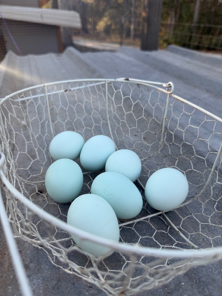 Whiting True Blue Hatching Eggs - x18+plus extras