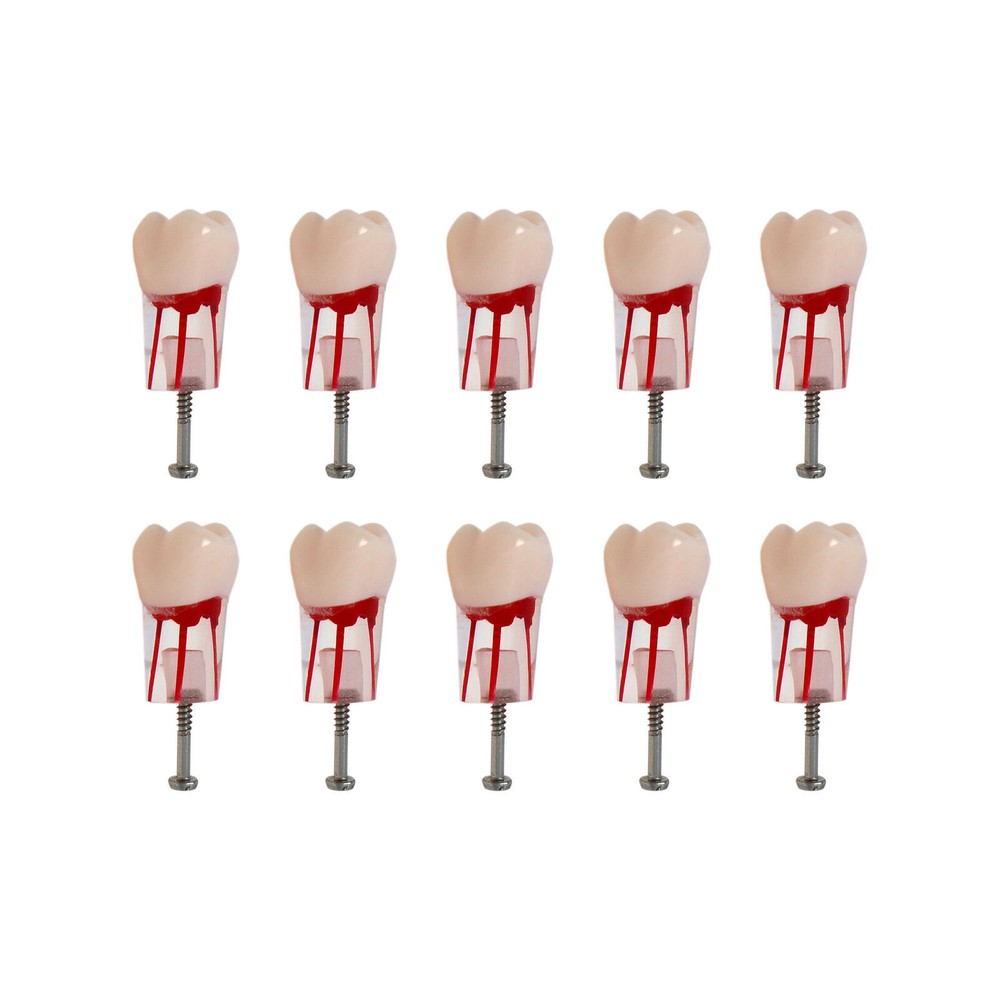 Dental Endo Root Canal Teeth Models Study RCT Practice Typodont Model #8006