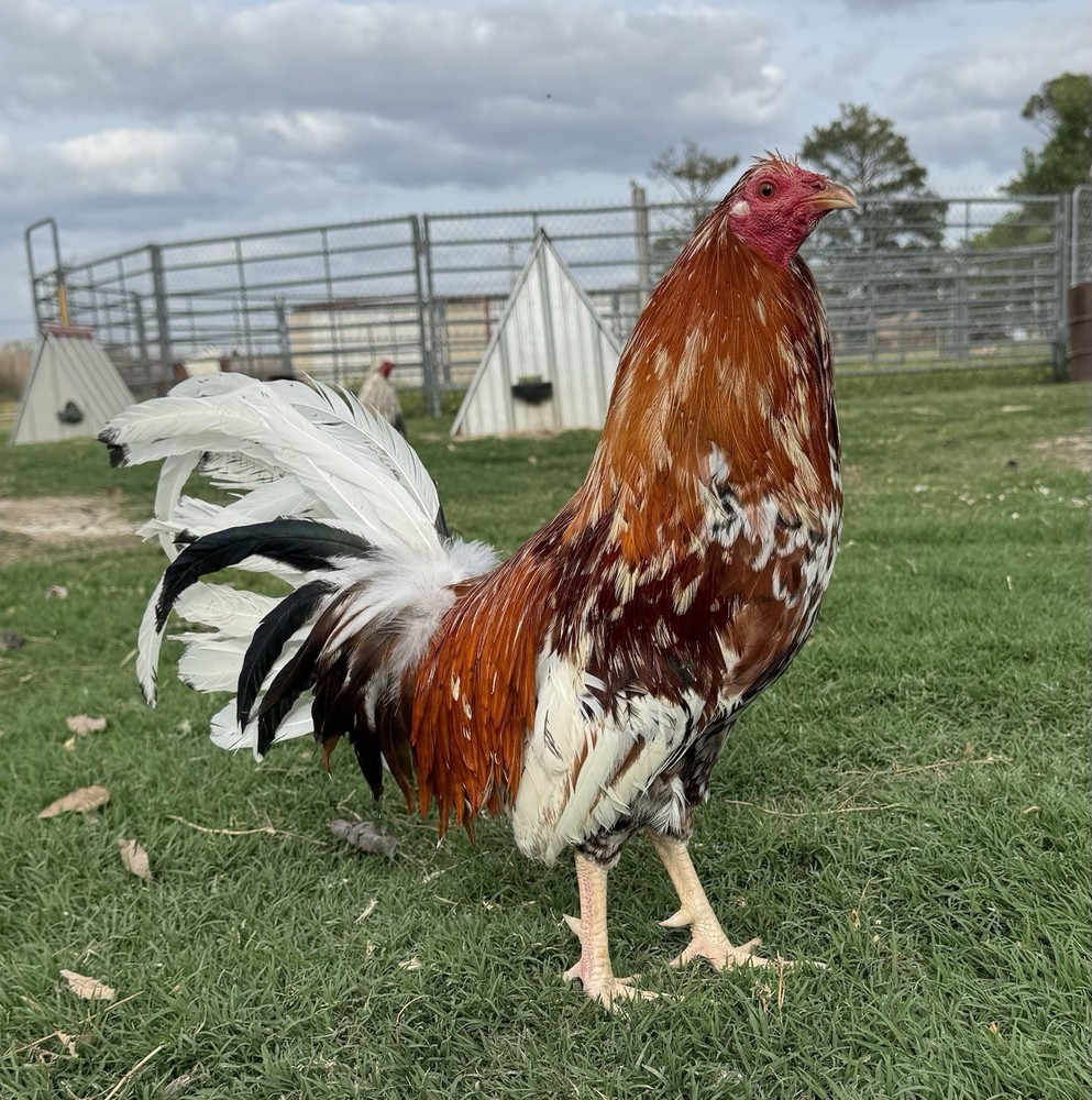 Chicken Hatching Egg