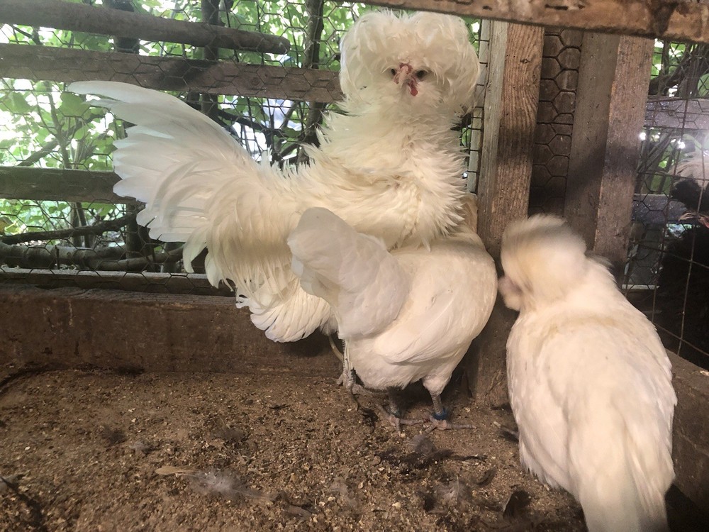 polish frizzle hatching eggs 15+ NPIP