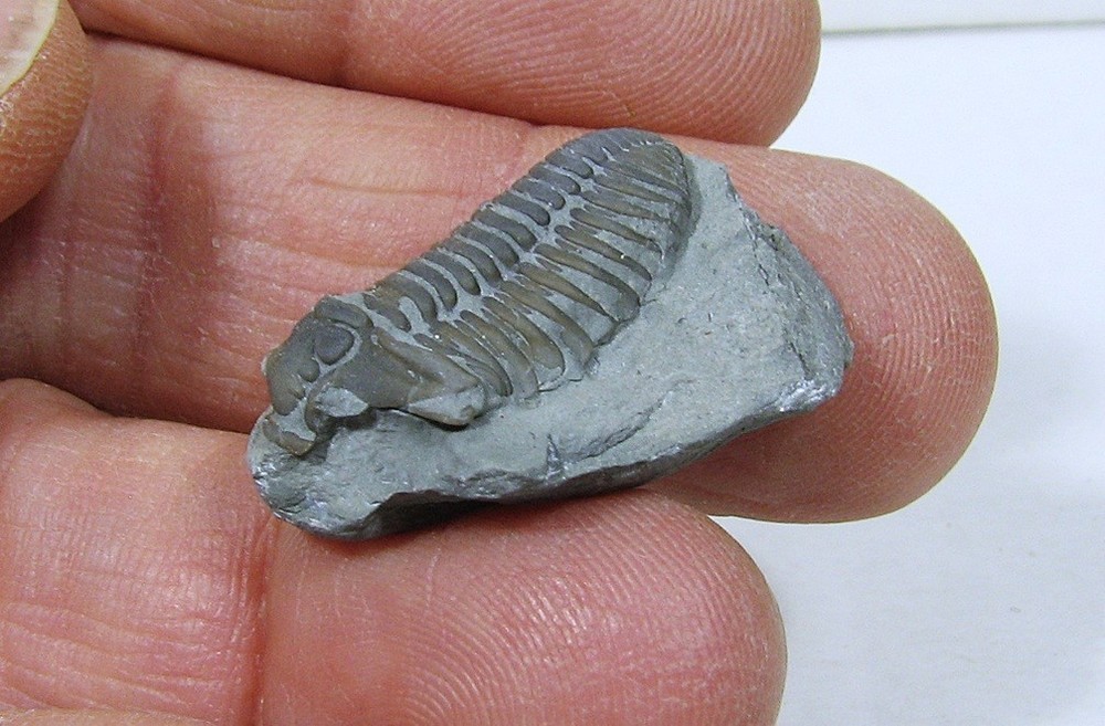 Flexicalymene Trilobite #24
