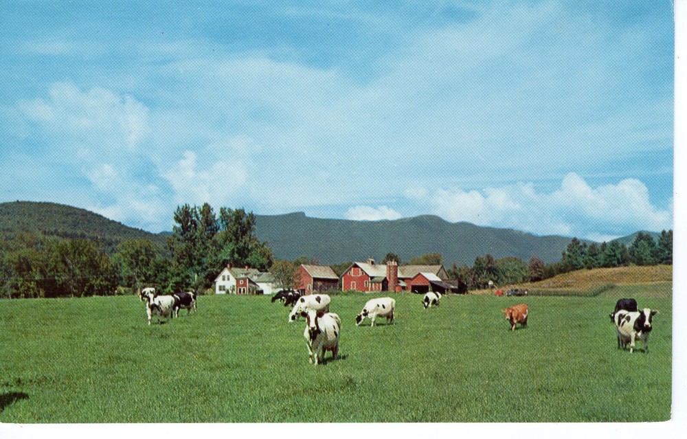 COWS GRAZE AT STOWE, VT  - PC6136