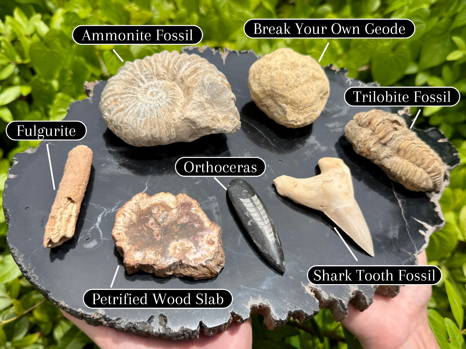 Fossil & Mineral Gift Box - Ammonite, Trilobite, Shark Tooth, Fulgurite & More!