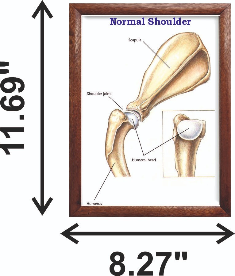 Normal Shoulder Chart 12x18 inches