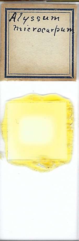 Alyssum microcarpum Pollen Microscope Slide