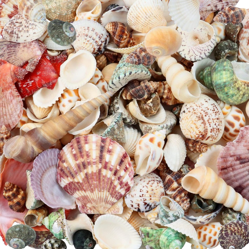 200 Pcs Sea Shells Bulk Mixed Ocean Beach Seashells for Kids, Various Sizes