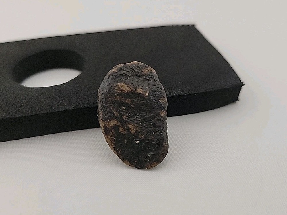 Fossil Dinosaur Tooth Unknown Species