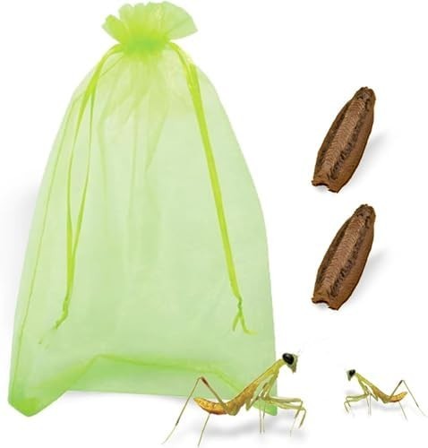 5 Freshly Harvested Carolina Praying Mantis Egg Cases Fresh Picked 2026 season.