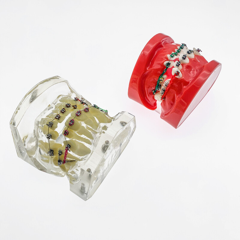Dental Orthodontic Model Teaching teeth model For Teaching demonstrating model