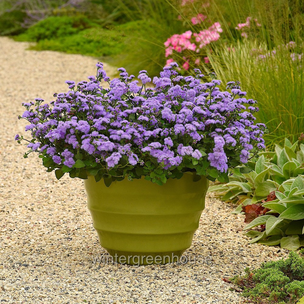 Ageratum, Monarch Magic, Flossflower, Container Size: 4.5"