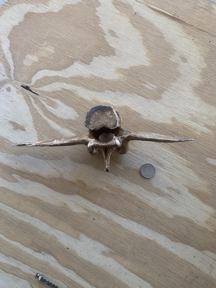 Fossilized Bison Bones