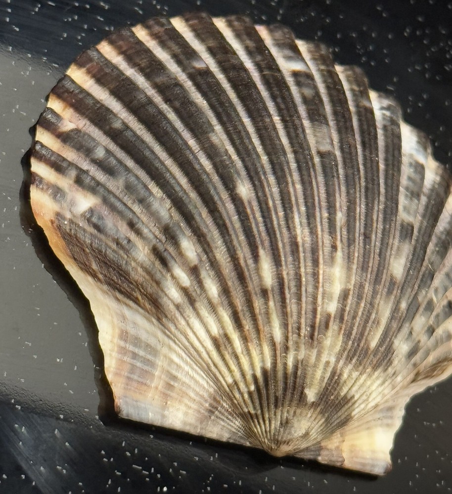 GREAT PATTERN Pecten Maximus Zebra Scallop Seashell From North Carolina Cleaned