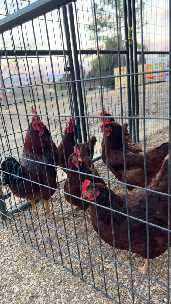 Rhode Island Red Hatching Eggs 6+