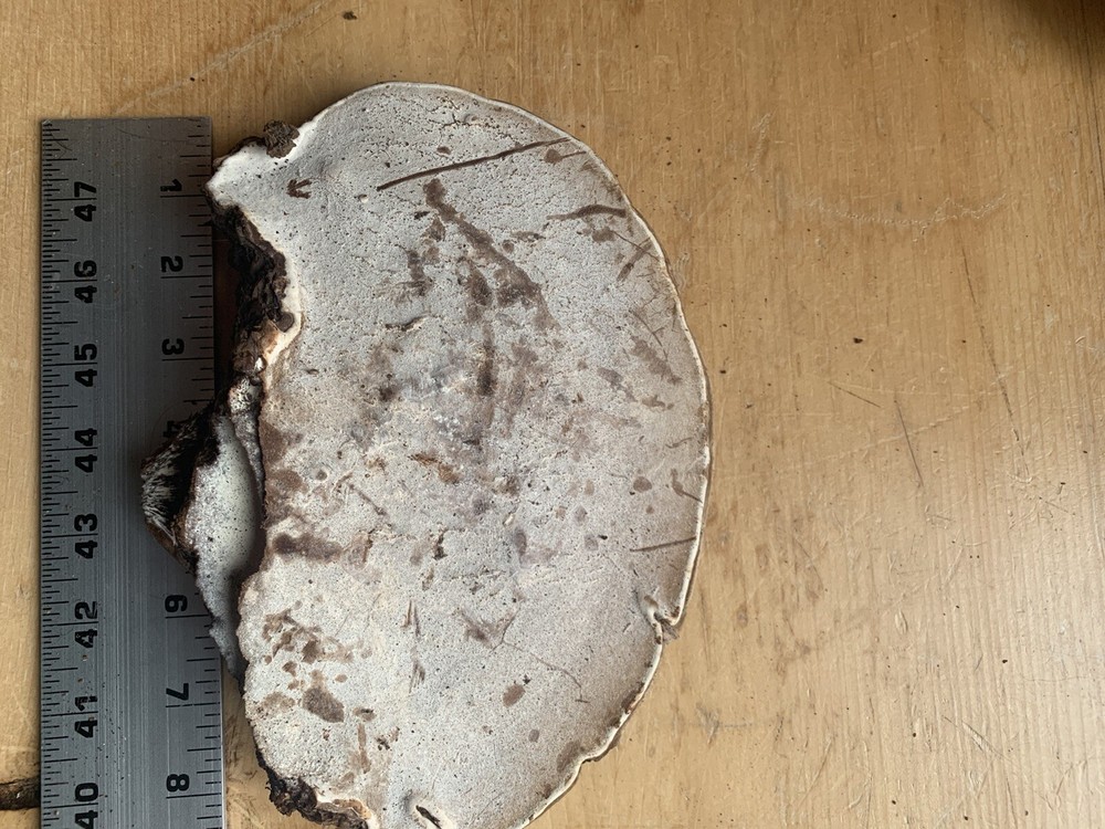 Conk Polypore Very Large In Size