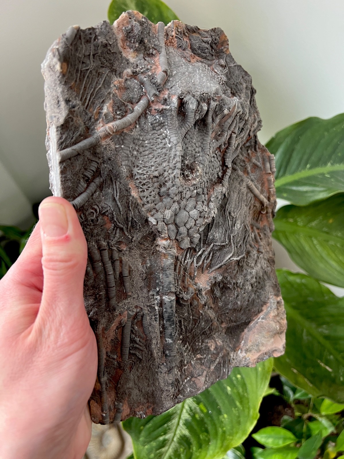 Museum Quality Silurian Crinoid Scyphocrinites (Sea Lily) Fossil Plate - Morocco