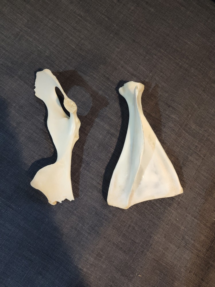 Scapula and Pelvic Bone from Unknown Animal