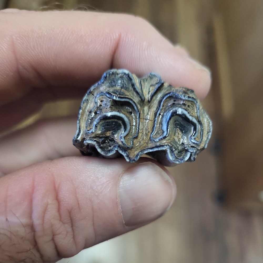 Historic bison tooth with blue vivianite permineralization